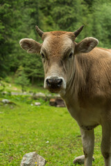 closeup of a cow in a field