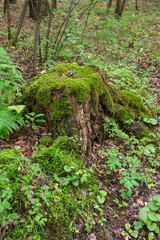 A mossy trunk in a dense old forest in a remote area on a summer day. Summer.