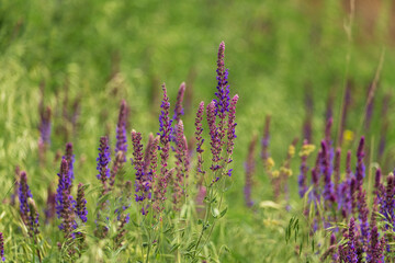 lavender flowers in the field