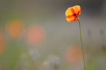 A lonely poppy on the meadow. Summer time. Blurry background.