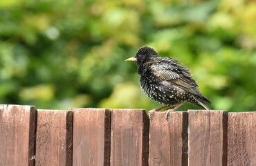 starlings in the garden
