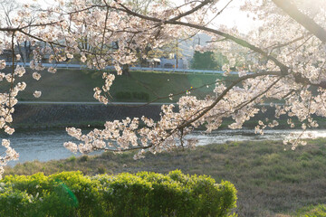 鴨川の桜