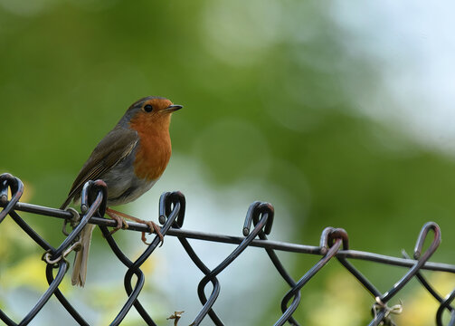 robin sitting on a fence
