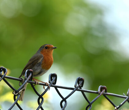 robin sitting on a fence
