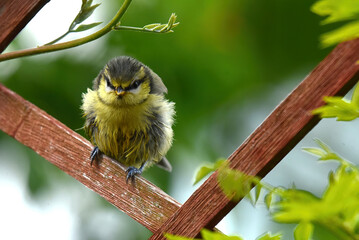blue tits in the garden

