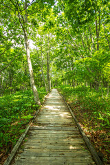 釧路湿原　北斗展望台に続く道
