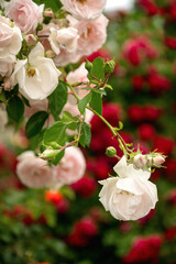 Fototapeta premium Delicate pink and white rose blooming in garden close up
