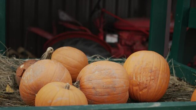 Several large pumpkins on the counter. Agricultural machinery in the background