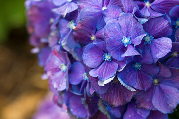 blue hydrangea flower background - macro image