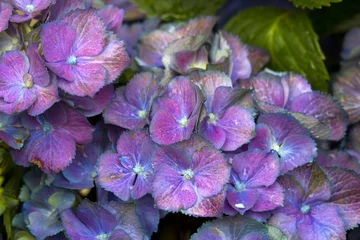 Foto op Canvas colorful hydrangea flower background - macro image © Mira Drozdowski