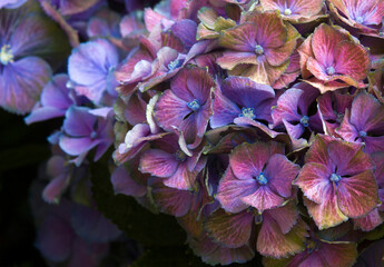 colorful hydrangea flower background - macro image