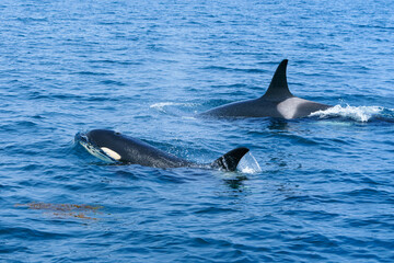 Fototapeta premium 世界遺産知床 シャチクルーズ 北海道観光