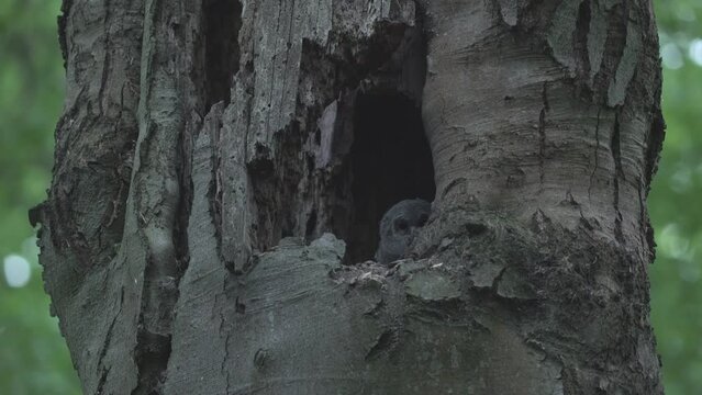 Cute little owl or brown owl (Strix Aluco) in a tree cavity