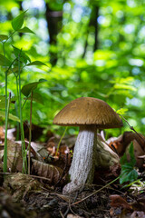 Edible mushroom Leccinum scabrum in the birch forest. Known as birch bolete. Wild mushroom with brown cap growing in the leaves