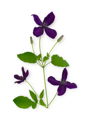 Violet clematis flower vine isolated on white background.