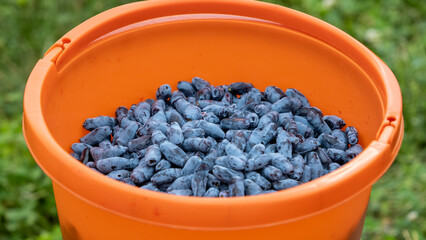 Orangebucket with honeysuckle berry. Delicious healthy summer berries