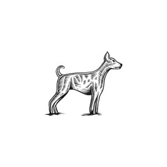 dog engraving hand drawn illustration