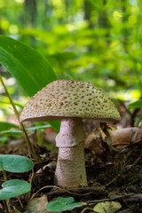 Two young mushrooms grow in the woods. Edible Blusher fungi Amanita rubescens