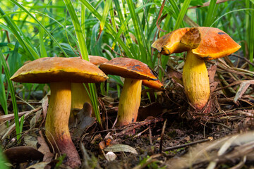 Suillellus luridus, formerly Boletus luridus, commonly known as the lurid bolete with forest trees in the background
