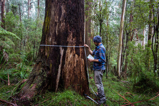 Researcher measuring the breast height diameter of a gum tree in Victoria, Australia