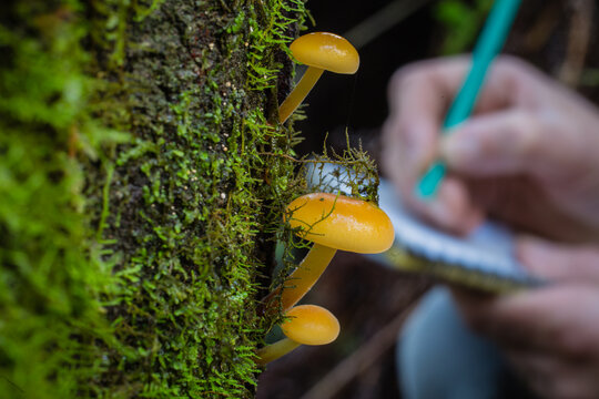 Researcher taking notes of fungi diversity in temperate rainforests of Australia