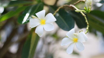 Obraz na płótnie Canvas white frangipani flowers gifts, vase