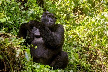 Maraya, an adult male blackback gorilla, gorilla beringei beringei, from the Habinyanja family, Bwindi Inpenetrable Forest, Uganda, a World Heritage site.