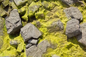 Rocks and seaweed on seashore at Meilahti, Helsinki, Finland.