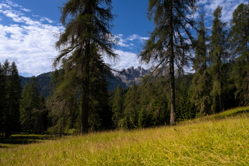 view of the dolomites and forest dunes in Trentino