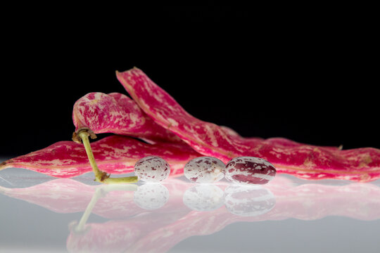 Feij&atilde;o europeu cor de rosa em foto de est&uacute;dio