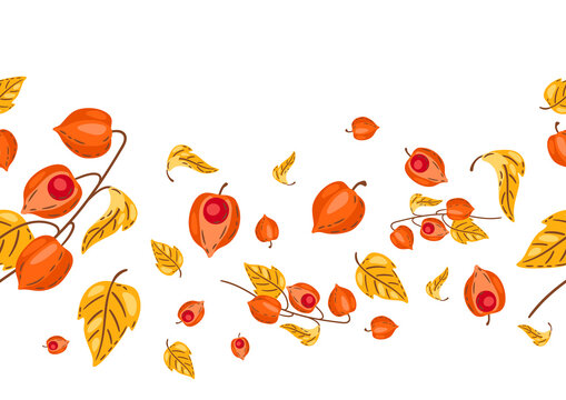Seamless pattern of fesalis with berries. Image of autumn plant.