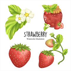 watercolor strawberry, fruit vector illustration