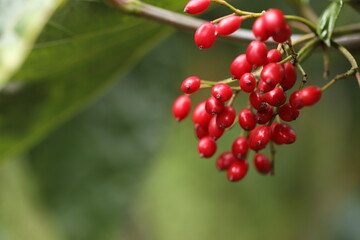 red berries on a branch