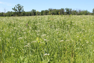 White flowers dominating a meadow at Somme Prairie Grove in Northbrook, Illinois