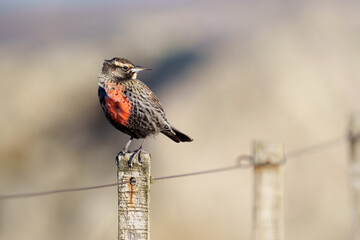 A long-tailed meadowlark (Leistes loyca) perching on a post with sunset light.