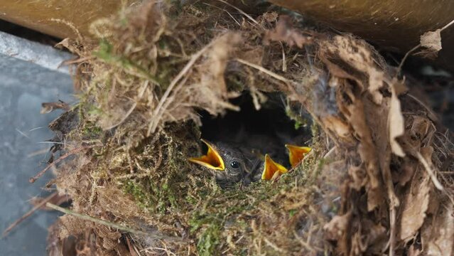 Common Cuckoo babies (Cuculus canorus) in nest, mother feeding birds