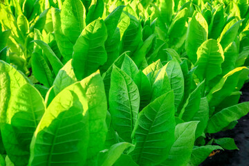 green tobacco grows in the garden at a tobacco farm, tobacco production concept