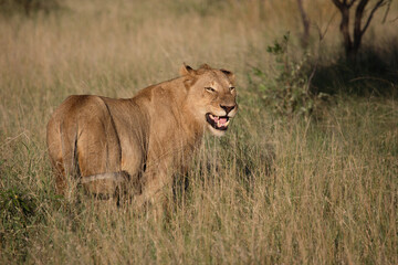 Afrikanischer Löwe / African Lion / Panthera Leo