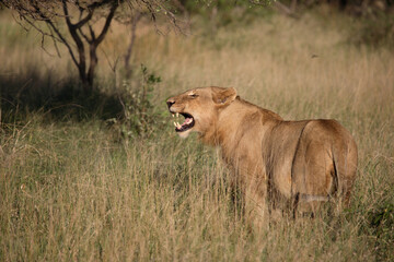 Afrikanischer Löwe / African Lion / Panthera Leo