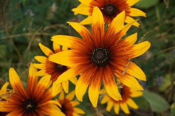 Braun-gelbe Blumen auf Wiese im Sommer