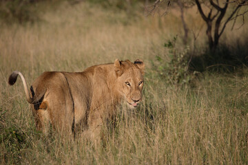 Naklejka premium Afrikanischer Löwe / African Lion / Panthera Leo.