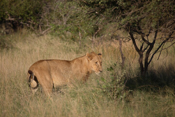 Naklejka na ściany i meble Afrikanischer Löwe / African Lion / Panthera Leo.