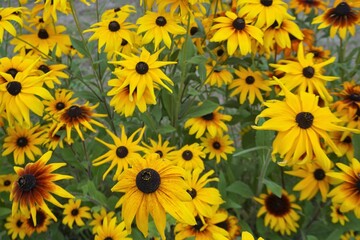 Fototapeta na wymiar Gelbe Mädchenaugen Blumen im Garten im Juli