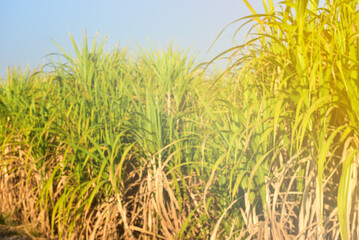 sugar cane fields, culture tropical. with full grown crop.