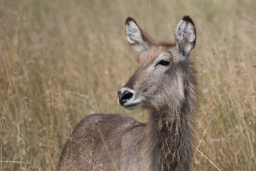 Wasserbock / Waterbuck / Kobus ellipsiprymnus