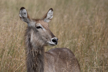 Wasserbock / Waterbuck / Kobus ellipsiprymnus
