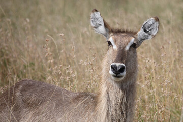Wasserbock / Waterbuck / Kobus ellipsiprymnus
