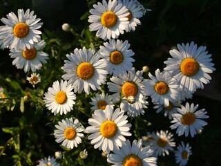 Lots of white daisies in the garden at sunset. Top view