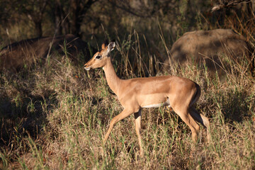 Schwarzfersenantilope / Impala / Aepyceros melampus