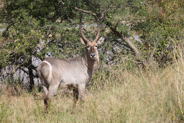 Wasserbock / Waterbuck / Kobus ellipsiprymnus